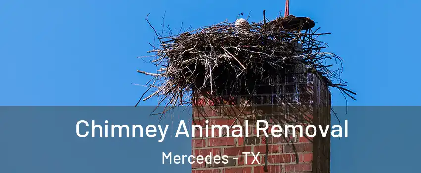  Chimney Animal Removal Mercedes - TX