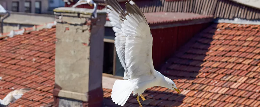 Residential Chimney Animal Removal Solution in Mercedes, TX