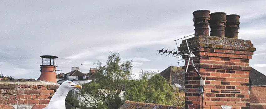 Chimney Cleaning And Restoration in Mercedes, Texas
